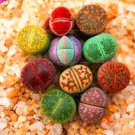 JMS 200Pcs Lithops Mixed Seeds