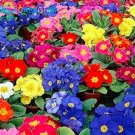 JMS 200Pcs Mixed Zebra Evening Primrose Plants Seeds