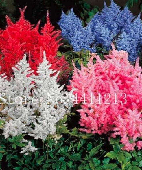 JMS 100Pcs Astilbe Seeds Mixed Red Blue White Pink Colors