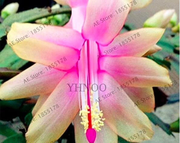 JMS 100Pcs Schlumbergera Flores Christmas Cactus Plant Seeds Water Pink Flowers