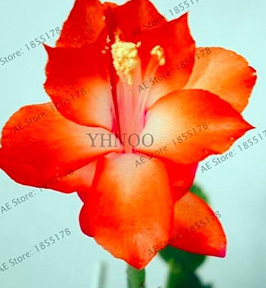 JMS 100Pcs Schlumbergera Flores Christmas Cactus Plant Seeds Rose Red White Flowers