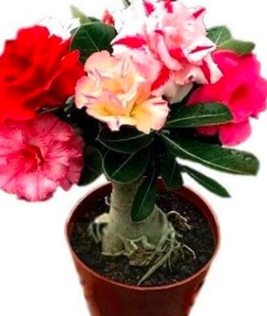 JMS 5Pcs Adenium Seeds Red Colorful Double Flowers