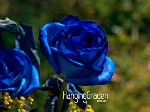 JMS 100Pcs Blue Rose Seeds Double Big Flowers