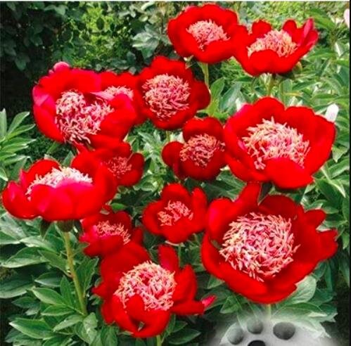 JMS 20Pcs Peony Seeds Double Flowers
