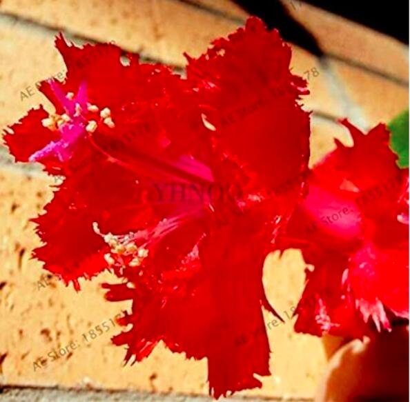 JMS 100Pcs Schlumbergera Flores Christmas Cactus Plant Seeds