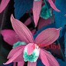 JMS 100Pcs Clematis Seeds Purple Flowers With Light Green Centre Flowers