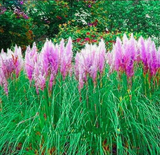 JMS 400Pcs Purple Pampas Seeds Ornamental Perennial Plant