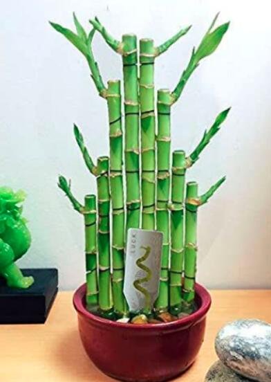 JMS 50Pcs Lucky Bamboo Choose Potted Seeds Variety Complete Dracaena Plant