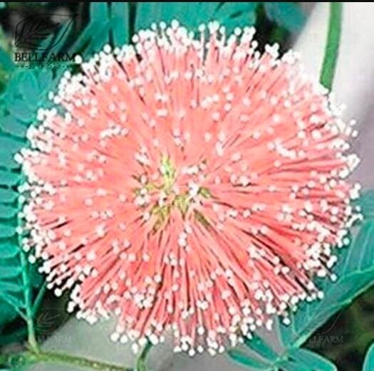 JMS 20Pcs Mimosa Pudica Seeds Pink Flowers Sensitive Plant