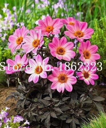 JMS 50Pcs Dahlia Flower Seeds Pink Flowers With Whitish Centre Sing Petals