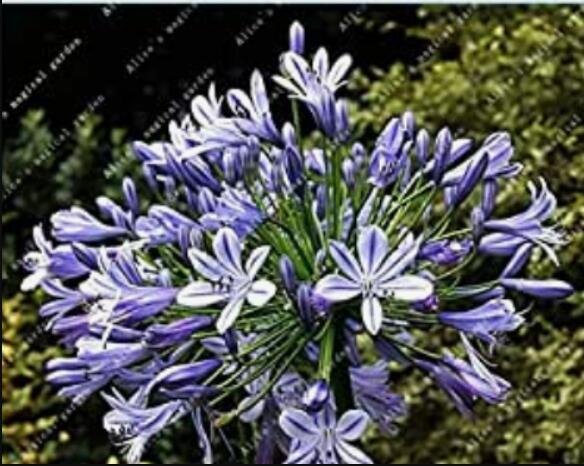 JMS 100Pcs Agapanthus Africanus Flower Seeds Easy Care And Drought Tolerant