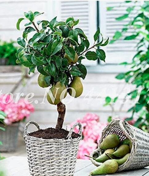 JMS 20Pcs Organic Pear Seeds