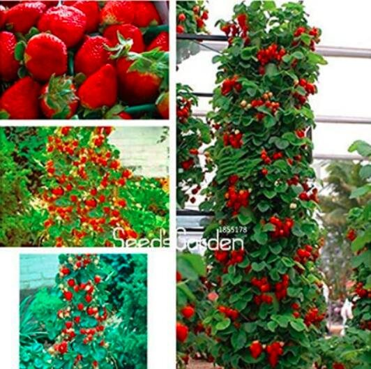 JMS 400Pcs Climbing Strawberry Plant Seeds