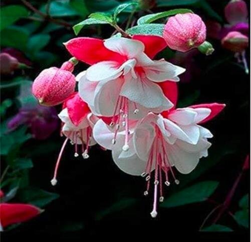 JMS 200Pcs Fuchsia Seeds Rose Red White Double Flowers