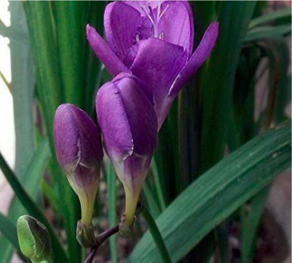 JMS 20Pcs Freesia Flower Seeds Purple Flowers