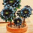 JMS 200Pcs Aeonium 'Zwartkop' Seeds Black Master Succulent Plants Perennial
