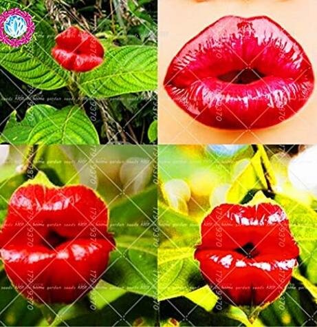 JMS 100Pcs Red Lips Flower Seeds Lips Plants Rare Flower Pots Psychotria Elata Flower
