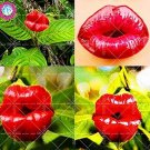 JMS 100Pcs Red Lips Flower Seeds Lips Plants Rare Flower Pots Psychotria Elata Flower