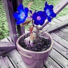 JMS 5Pcs Adenium Seeds Dark Blue Single Flowers Hybrid F1