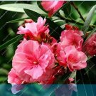 JMS 50Pcs Nerium Flower Seeds Oleander Potted Plants Easy Growing Pot Japanese Balcony Garden Decora