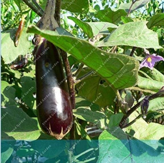 JMS 100Pcs Purple Eggplant Seeds Italian Eggplant Rare Aubergine Organic Fruit Vegetable Plant For H
