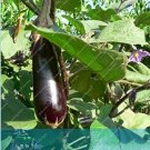 JMS 100Pcs Purple Eggplant Seeds Italian Eggplant Rare Aubergine Organic Fruit Vegetable Plant For H