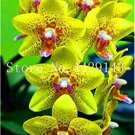 JMS 100Pcs Orchid Cymbidium Seeds Yellow Flowers Red Purple Tongue