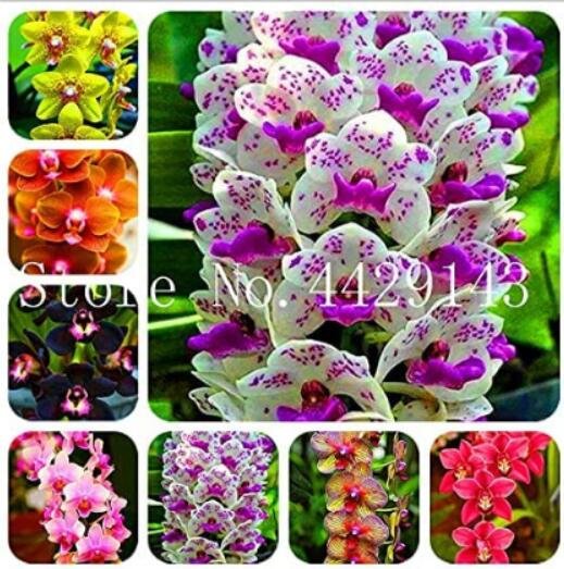 JMS 100Pcs Orchid Cymbidium Seeds