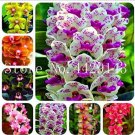 JMS 100Pcs Orchid Cymbidium Seeds