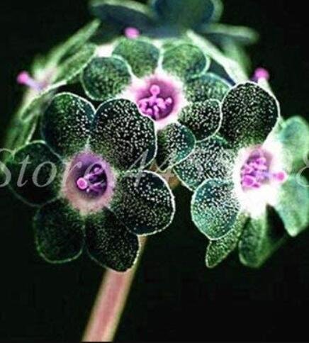 JMS 100Pcs Europe Colorful Primula Acaulis Bonsai Potted Seeds