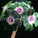 JMS 100Pcs Europe Colorful Primula Acaulis Bonsai Potted Seeds
