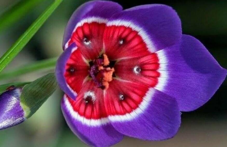 JMS 100Pcs Tricolor Sparaxis Seeds Purple White Red Big Ornamental Flowers