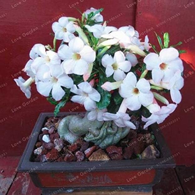 JMS White Desert Rose Seeds