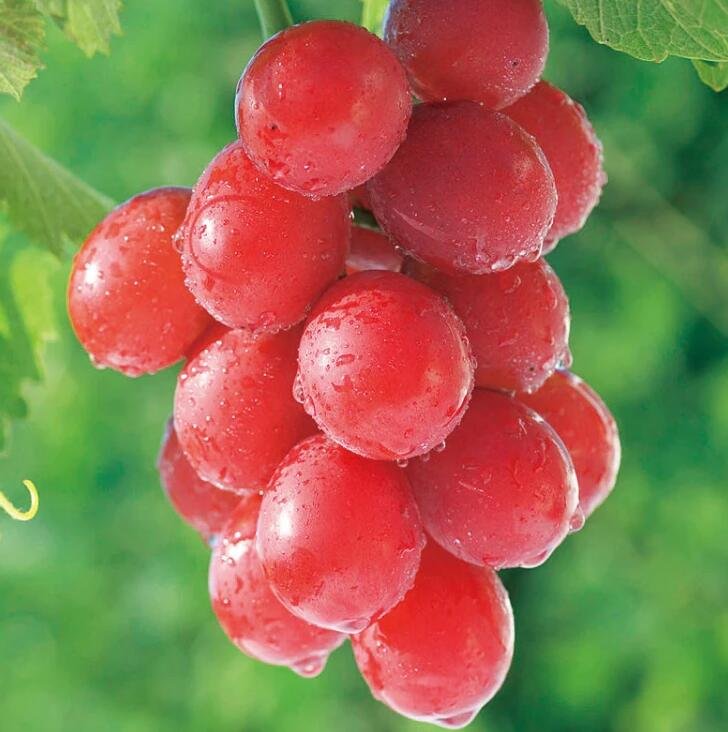 JMS 15Pcs Ruby Roman Grapes Seeds