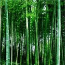 JMS 100Pcs JMS Giant Bamboo Seeds Dendrocalamus Giganteus