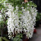 JMS 10Pcs Purely White Chinese Wisteria Seeds Garden Yard Climbing Plants Fragrant Flowers