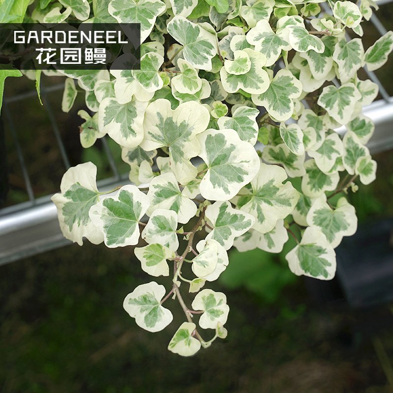 JMS 50Pcs Japanese Ivy Seeds 'White Valentine'