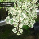 JMS 50Pcs Japanese Ivy Seeds 'White Valentine'