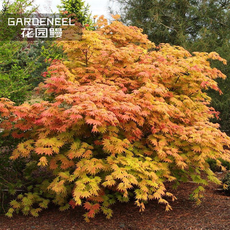 JMS 50Pcs Fan Leaf Acer Baize Red Maple Tree Seeds 'Full Moon' Maple Garden Shrub
