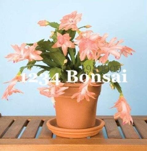 JMS 200Pcs Zygocactus Truncatus Plants Seeds - Light Water Pink Flowers