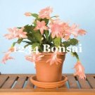 JMS 200Pcs Zygocactus Truncatus Plants Seeds - Light Water Pink Flowers