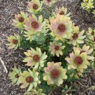 JMS 5Pcs Leucadendron Tinctum Garden Ornamental Plants - Seeds