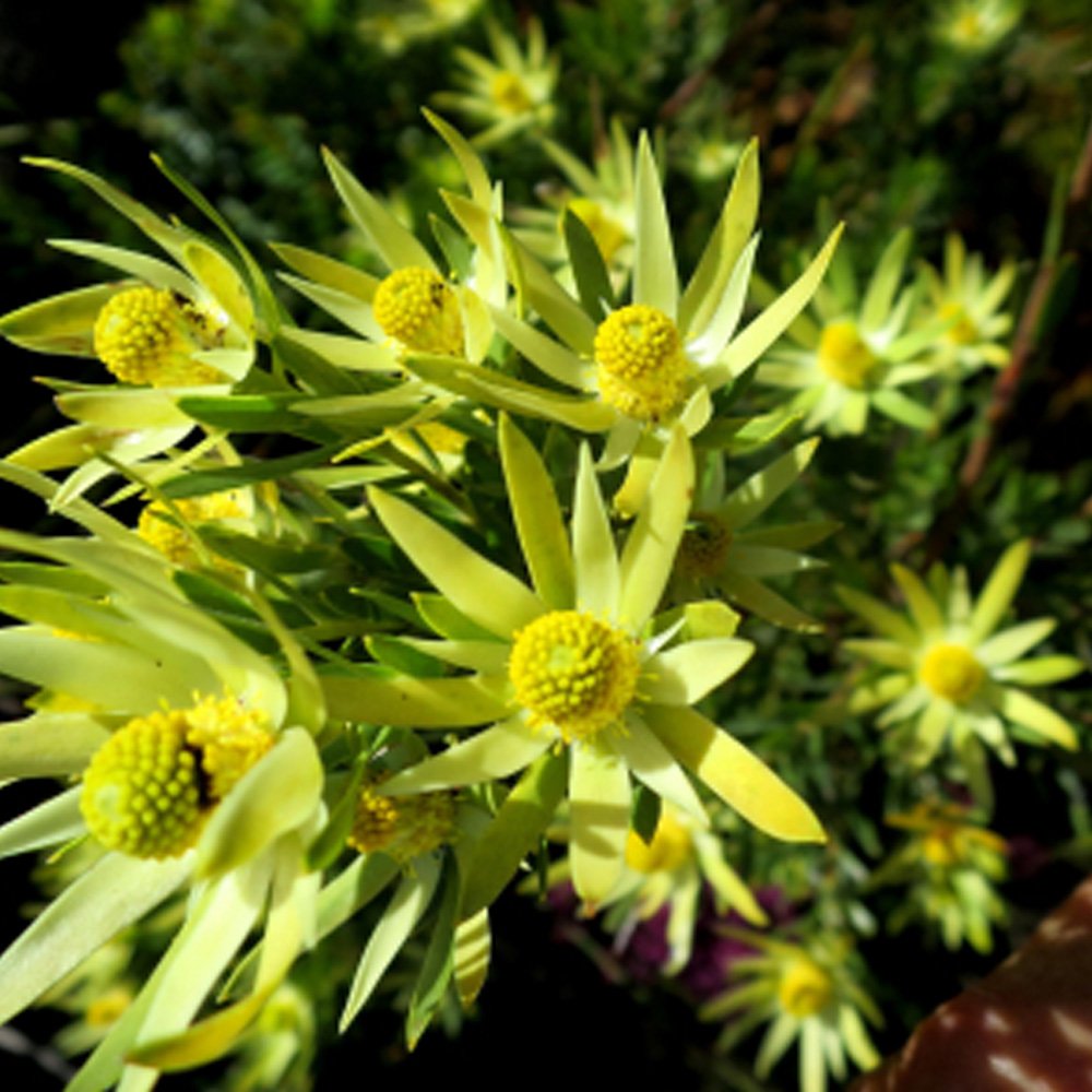 JMS 5Pcs Leucadendron Uliginosum Garden Ornamental Plants - Seeds