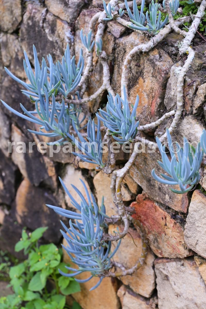 JMS 5Pcs Blue Chalk Sticks Senecio Mandraliscae Seeds Succulent Garden Plant Rooted Cutting