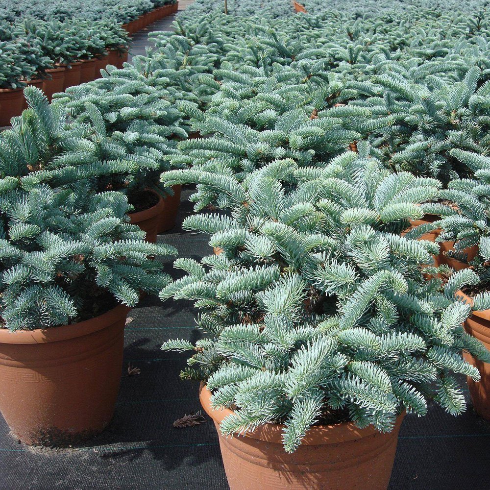 JMS 5Pcs Abies Procera Silver Fir Pine Tree Garden Plants - Seeds