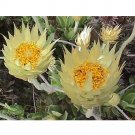 JMS 5Pcs Syncarpha Speciosissima Garden Plants - Seeds