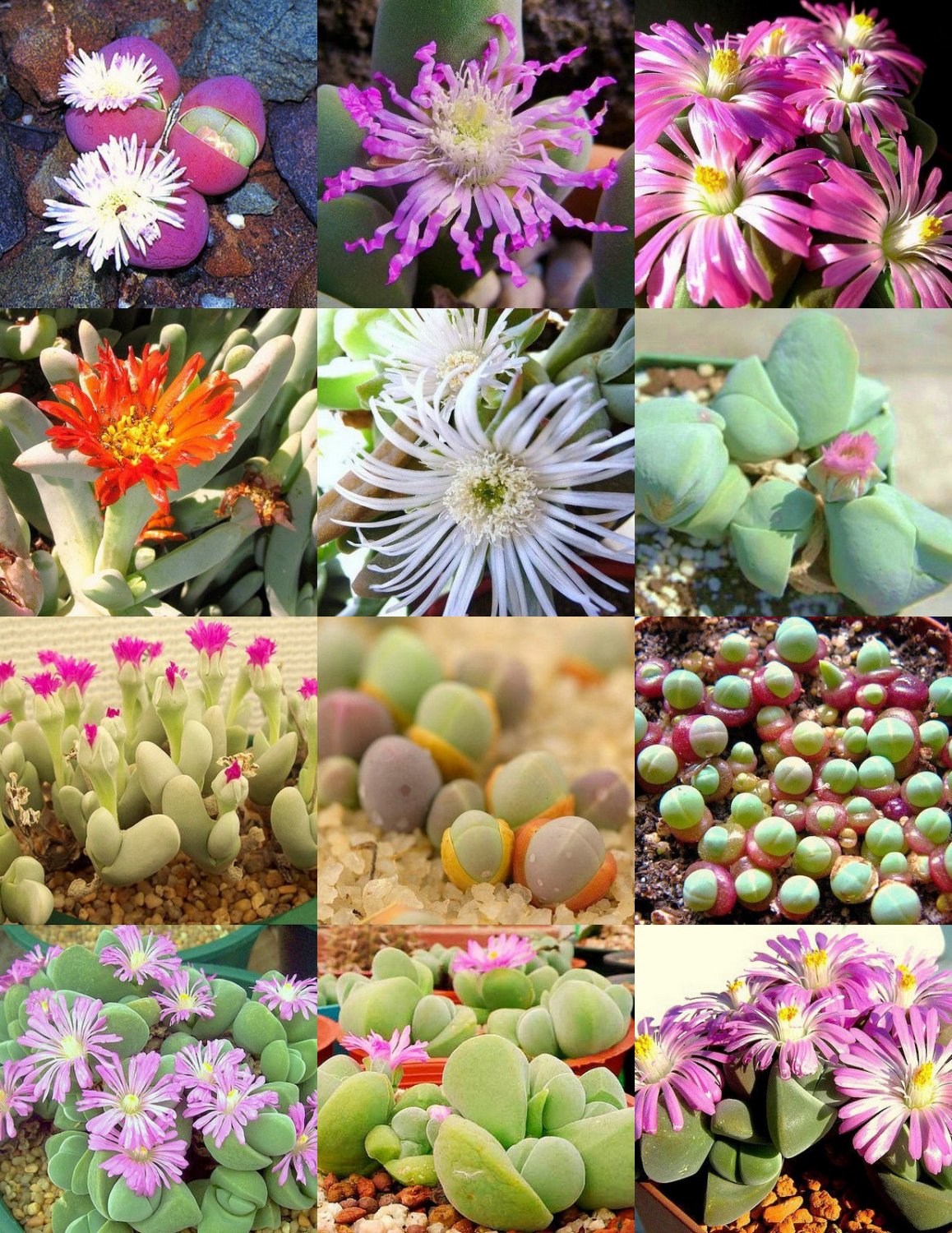 JMS 20Pcs Gibbaeum Mix Succulents Garden Plants - Seeds