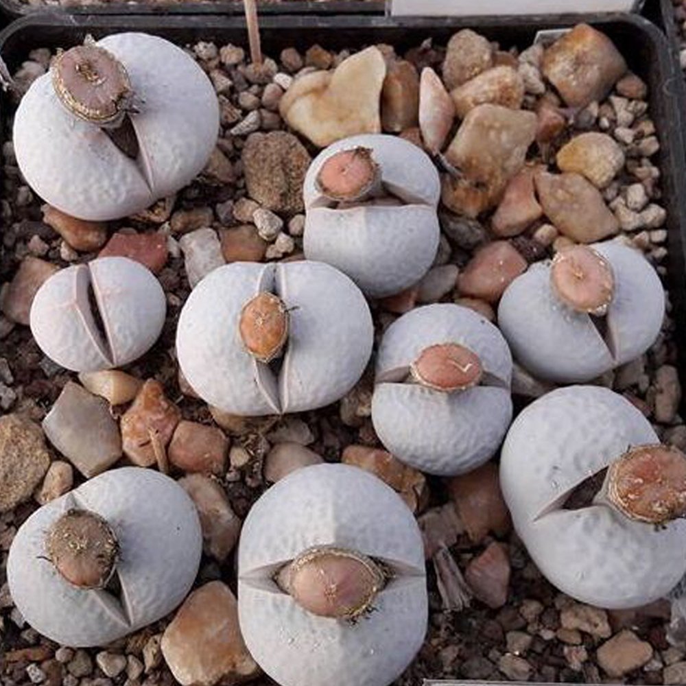 JMS 20Pcs Dinteranthus Pole Evansii Succulents Garden Plants - Seeds