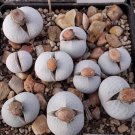 JMS 20Pcs Dinteranthus Pole Evansii Succulents Garden Plants - Seeds
