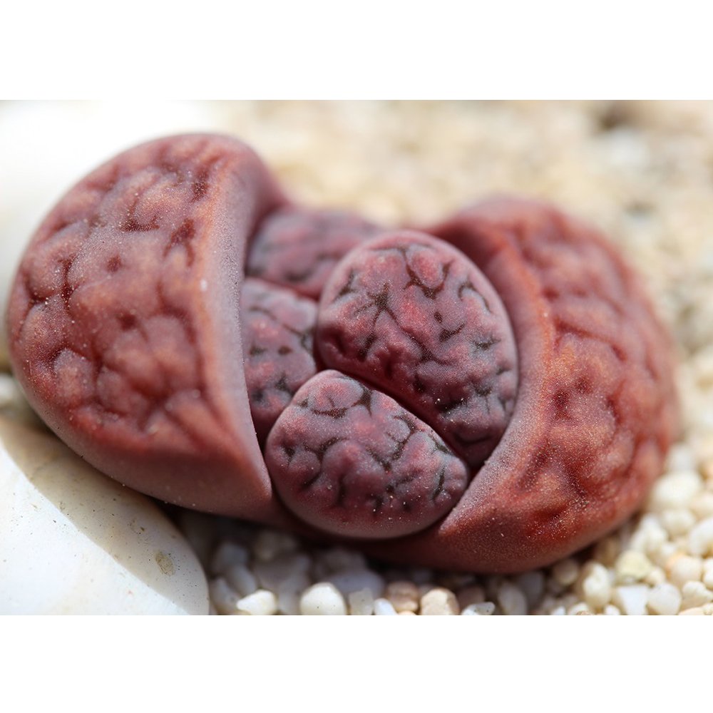 JMS 100Pcs  L. Karasmontana C369B Succulents Garden Plants - Seeds